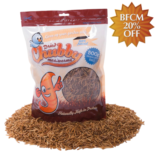 chubby dried mealworms