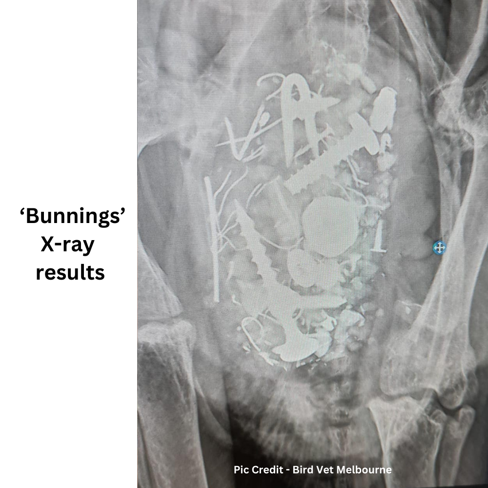 Bunnings Xray showing metal objects in stomach