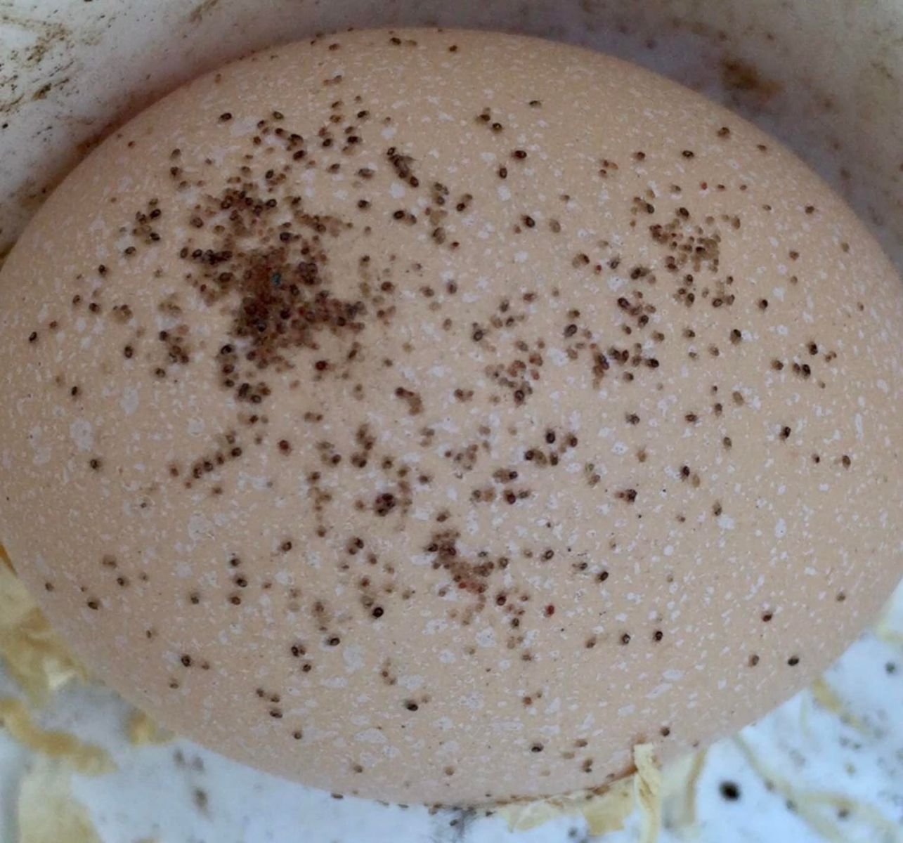 Poultry Red Mite on an egg